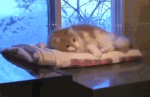 mirrored image from https://66.media.tumblr.com/5309044ce23d9a6820d87d88d9c76c2c/tumblr_oq0bb1zpG61sn75h6o1_400.gif without alt text, sorry