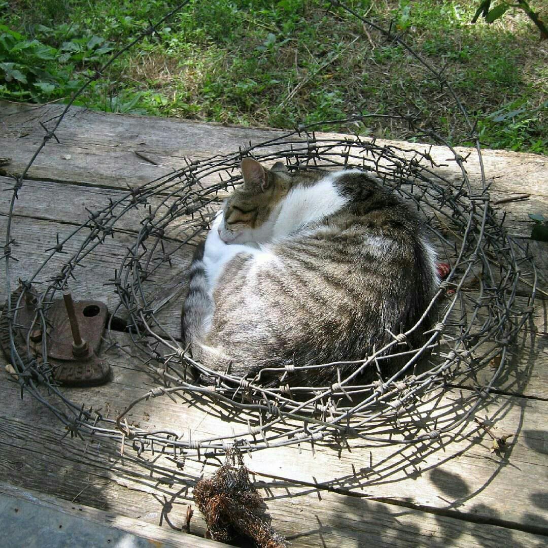 mirrored image from https://66.media.tumblr.com/383a68d3ac5a1c7eb90259c091214d15/tumblr_oqkx60rypF1qzhjh2o1_1280.jpg without alt text, sorry