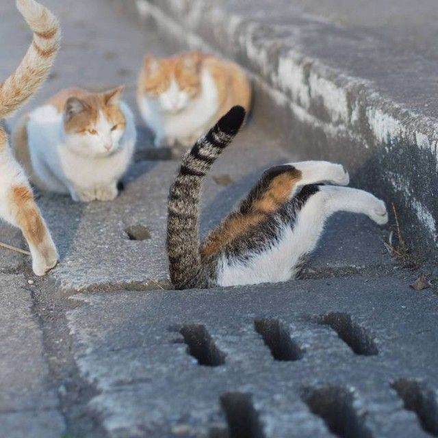 mirrored image from https://66.media.tumblr.com/0345ccf4a087c39463fd7cac573395e6/tumblr_ojothpm28R1s9y3qio1_500.jpg without alt text, sorry