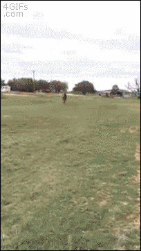 mirrored image from https://66.media.tumblr.com/76e68fdb1e7a1cfcacca9c4c5f969a14/tumblr_nuch0vKNUo1tlb56zo1_250.gif without alt text, sorry