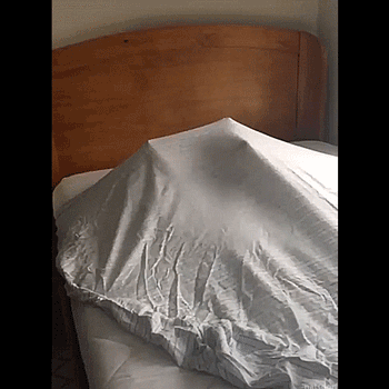 mirrored image from https://66.media.tumblr.com/b1bf10b5722531987b0b27aabe588259/tumblr_oz6tj7cJ4g1vb46leo1_400.gif without alt text, sorry