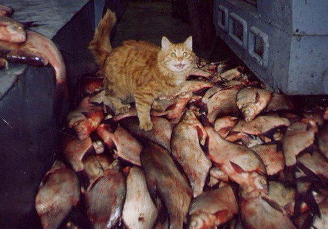 mirrored image from https://66.media.tumblr.com/0f3487c5c0ed81d55fb0d44fccf0971c/tumblr_p1yh1sZKw21vdbx3no1_1280.jpg without alt text, sorry