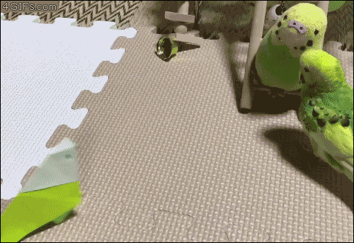 mirrored image from https://66.media.tumblr.com/6f3c846973251585aa3582b80e8d7d6a/tumblr_p3ywv4jYGJ1tlb56zo1_500.gif without alt text, sorry