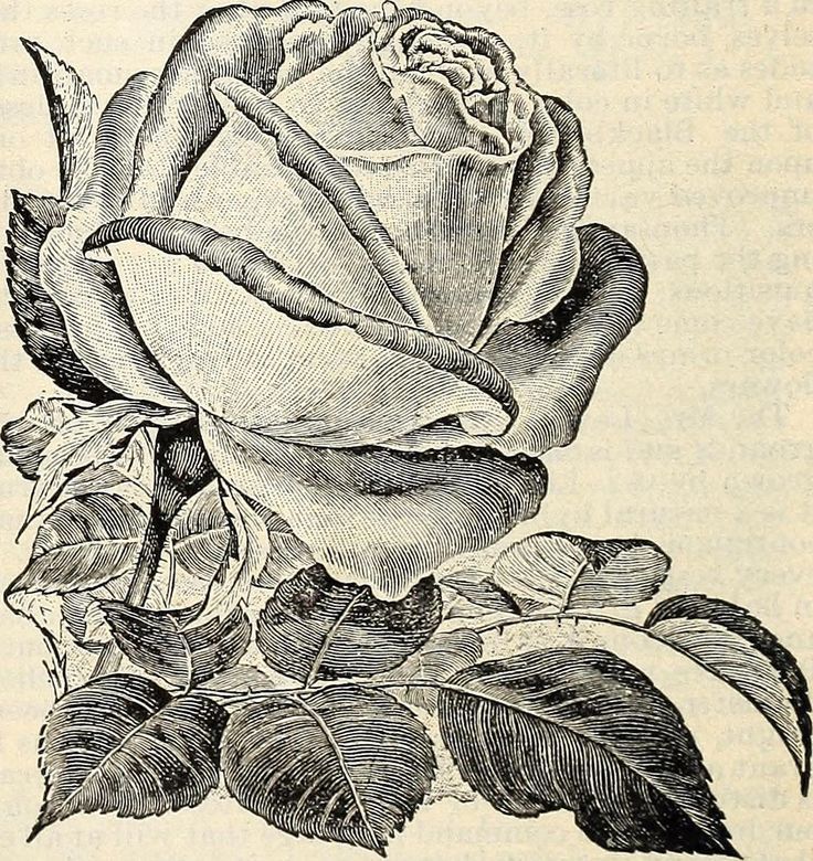 mirrored image from https://66.media.tumblr.com/7ac208676dec4b5e0dae5f38e10291fa/tumblr_p2elf2bhXd1x1pecpo1_1280.jpg without alt text, sorry