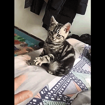 mirrored image from https://66.media.tumblr.com/42c5fd142aa8cc35c46d79422ca448a0/tumblr_p5y6m6nV4e1vb46leo1_400.gif without alt text, sorry