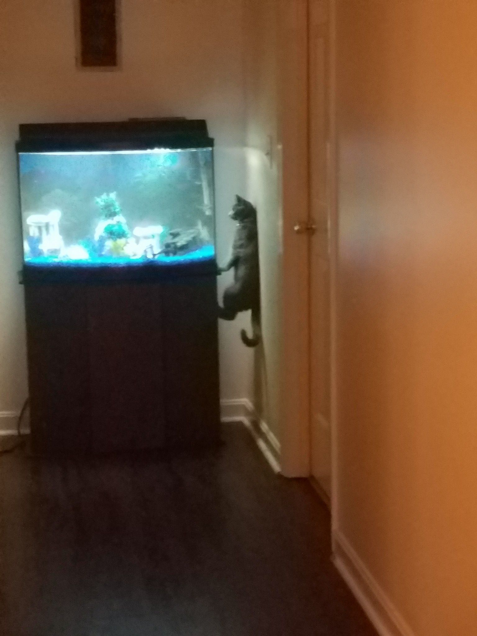 mirrored image from https://66.media.tumblr.com/b896a38c2b34a57a876245639b484aac/tumblr_p5po6vNpqR1wsbn2ao1_1280.jpg without alt text, sorry