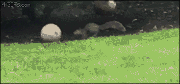 mirrored image from https://66.media.tumblr.com/8e06ff90bc339268e31f5b809d5366e6/tumblr_p824vuSuhh1tlb56zo1_400.gif without alt text, sorry