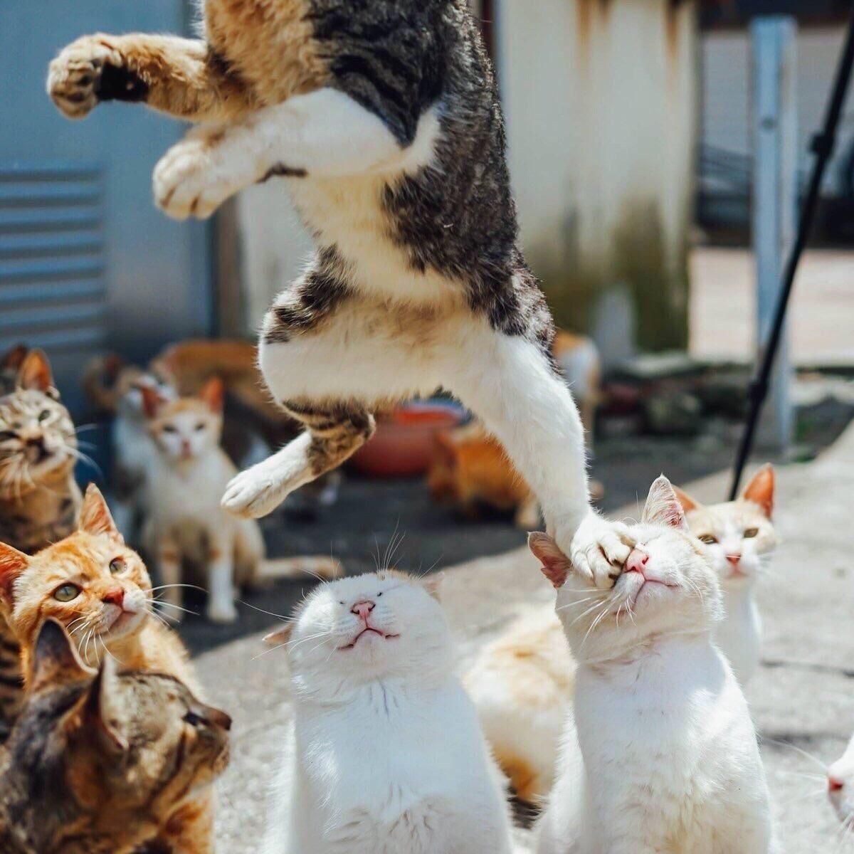 mirrored image from https://66.media.tumblr.com/82cb173a504c9da81c59b4872e6a24bb/tumblr_p88qtt2Bot1udmrgco1_1280.jpg without alt text, sorry