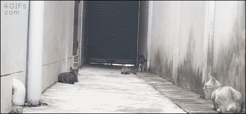 mirrored image from https://66.media.tumblr.com/6151efb457afb2c13945fc876aa39d59/tumblr_p8o1yqeJ6v1tlb56zo1_500.gif without alt text, sorry
