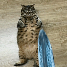 mirrored image from https://66.media.tumblr.com/41b7c47e0fe152ba04f5d5cabefecf8a/tumblr_p9nn0nnX4P1wwb2aso2_400.gif without alt text, sorry