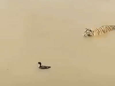 mirrored image from https://66.media.tumblr.com/027b4246a6d47d2cfbeb5ee70f246dc9/tumblr_paz6pjhkRz1x6mq39o1_400.gif without alt text, sorry