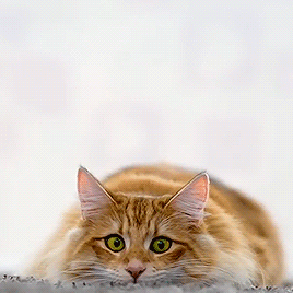 mirrored image from https://66.media.tumblr.com/409e1051714772c70b86f6844cbb6840/tumblr_pdgyqyB6o21wwb2aso2_400.gif without alt text, sorry