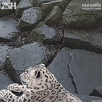 mirrored image from https://66.media.tumblr.com/9fa325265de79797bccf74fdb68f16f7/tumblr_pewoapEo581vb46leo1_400.gif without alt text, sorry
